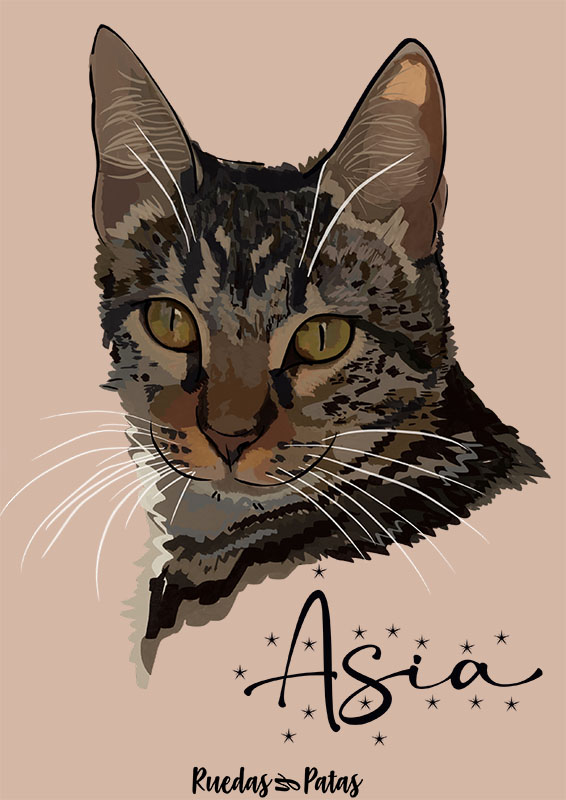 Gatita Asia