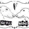 Lineal neru mini